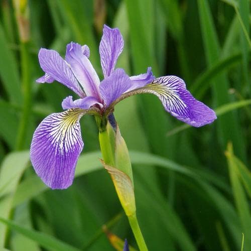 Iris versicolor - Future Forests
