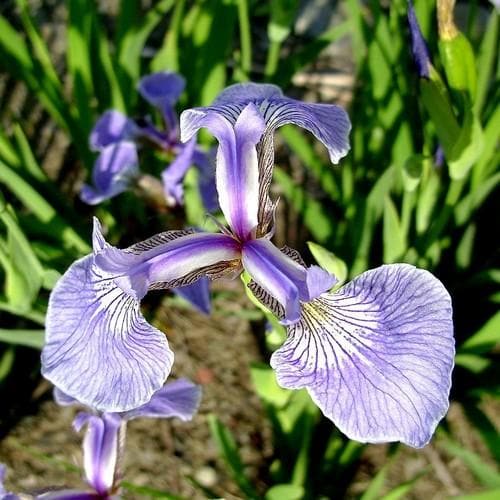 Iris hookeri - Future Forests