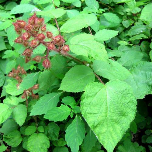 Japanese Wineberry - Rubus phoenicolasius - Future Forests