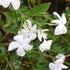 Jasminum officianale - Future Forests