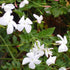 Jasminum officianale - Future Forests