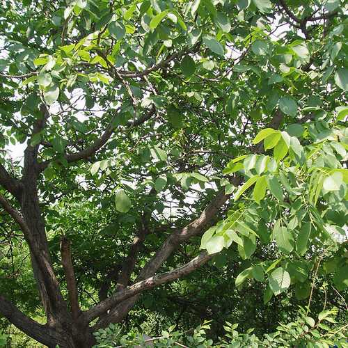 Juglans regia - European Walnut - Future Forests