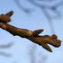 Juglans regia - European Walnut - Future Forests