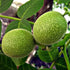 Juglans regia - European Walnut - Future Forests