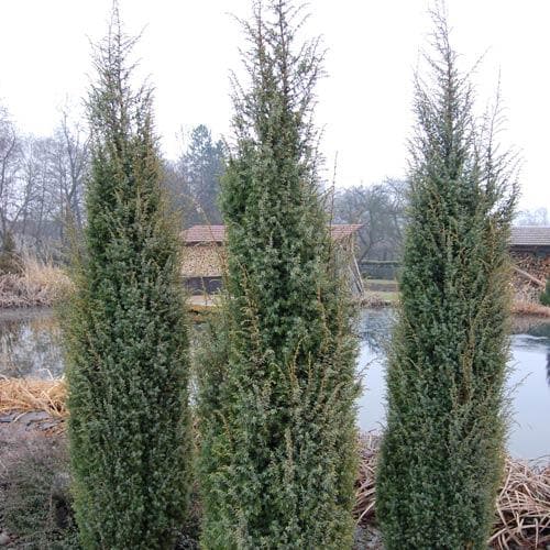 Juniperus scopulorum ‘Skyrocket’ - Future Forests