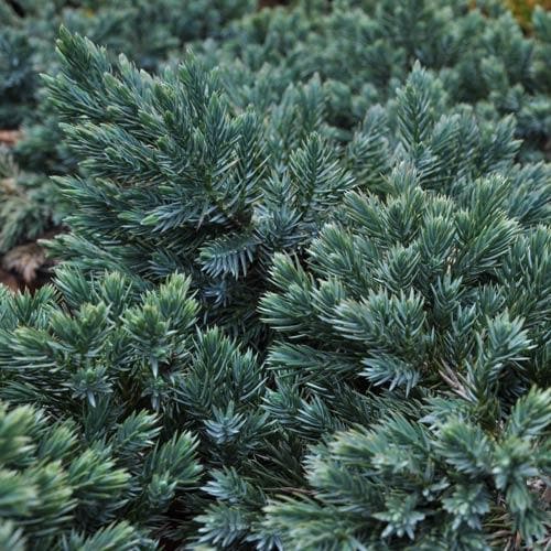 Juniperus squamata Blue Star - Future Forests