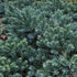 Juniperus squamata Blue Star - Future Forests