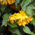 Kerria japonica Pleniflora