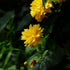 Kerria japonica Pleniflora - Future Forests
