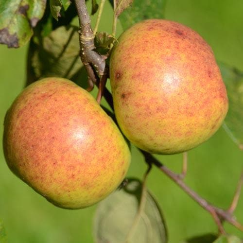 Apple Kilkenny Pearmain - Future Forests