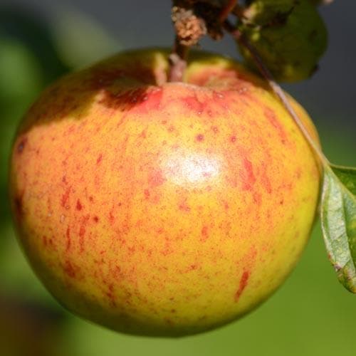 Apple Kilkenny Pearmain - Future Forests