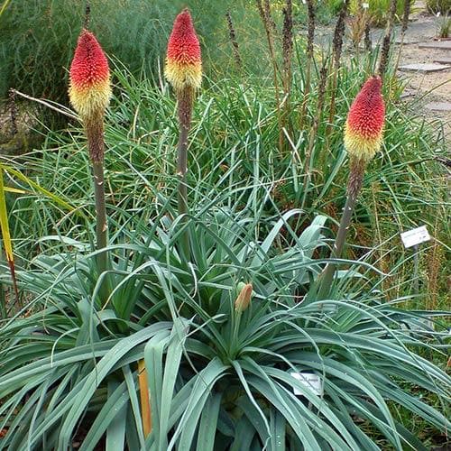 Kniphofia caulescens