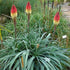 Kniphofia caulescens