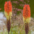 Kniphofia caulescens