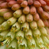 Kniphofia caulescens