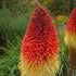 Kniphofia caulescens