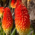 Kniphofia caulescens