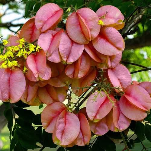 Koelreuteria bipinnata - Chinese Flame Tree - Future Forests