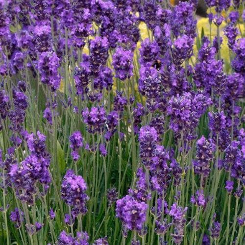 Lavender Essence Purple, English Lavender - Future Forests
