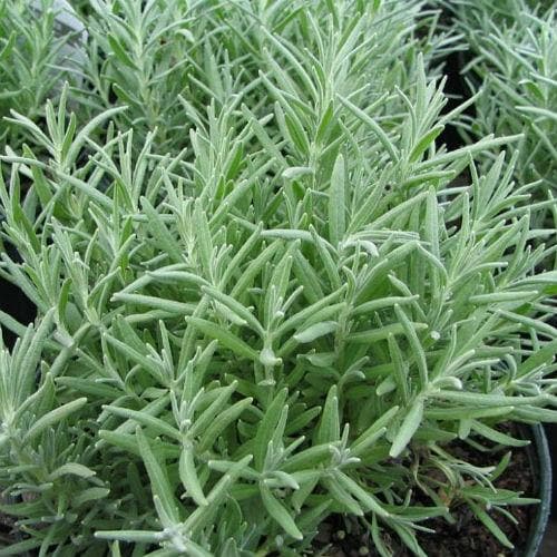 Lavender Munstead, English Lavender - Future Forests