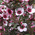 Leptospermum scoparium Martini