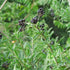 Ligustrum vulgare - Native privet