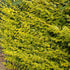 Ligustrum ovalifolium aureum - Golden Privet - Future Forests