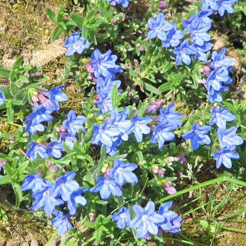 Lithodora diffusa Heavenly Blue