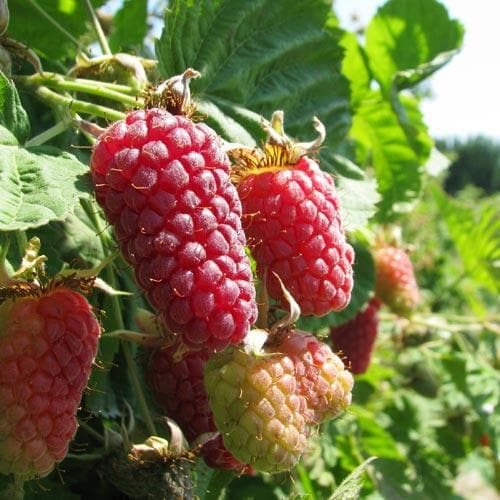 Loganberry LY59 - Future Forests