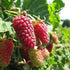 Loganberry LY59 - Future Forests