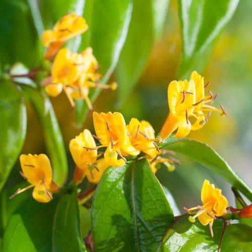 Lonicera henryi 'Copper Beauty' - Future Forests