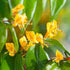 Lonicera henryi 'Copper Beauty' - Future Forests