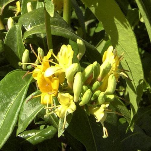 Lonicera henryi 'Copper Beauty' - Future Forests