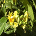 Lonicera henryi 'Copper Beauty' - Future Forests