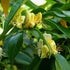 Lonicera henryi 'Copper Beauty' - Future Forests
