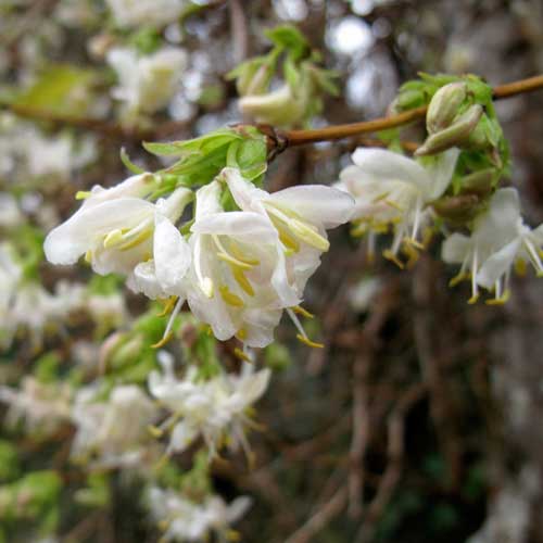 Lonicera x purpusii Winter Beauty