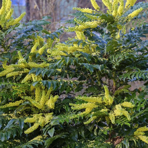 Mahonia x media Winter Sun