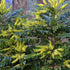 Mahonia x media Winter Sun