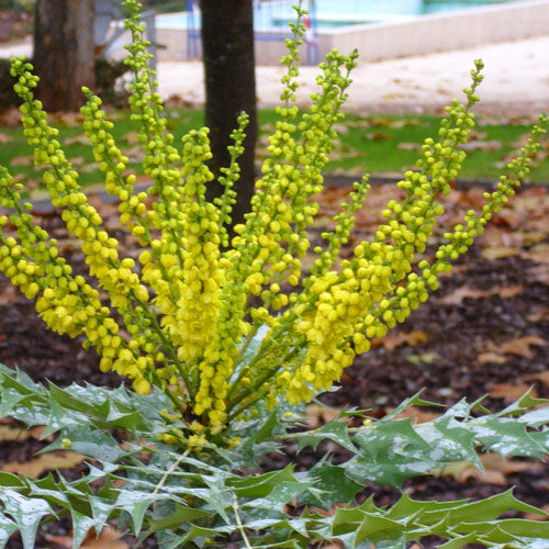 Mahonia x media Winter Sun