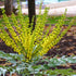 Mahonia x media Winter Sun