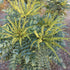 Mahonia x media Winter Sun