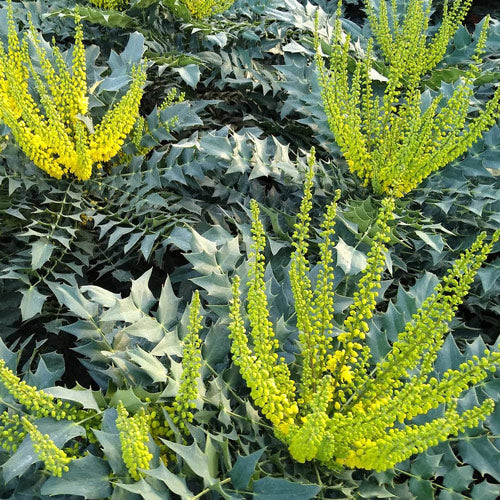 Mahonia x media Winter Sun