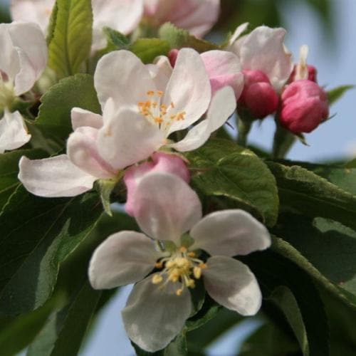 Malus John Downie - Flowering Crab Apple - Future Forests