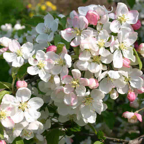 Malus Evereste - Flowering Crabapple