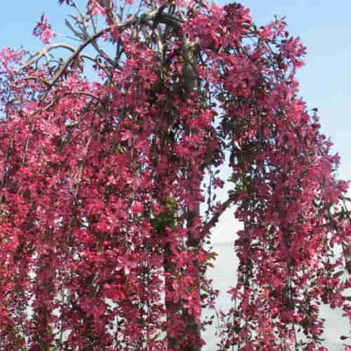 Malus Royal Beauty - Flowering Crabapple