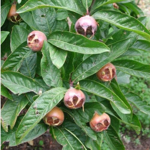 Medlar Nottingham - Future Forests