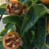 Medlar Nottingham - Future Forests