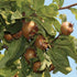 Medlar Westerveld