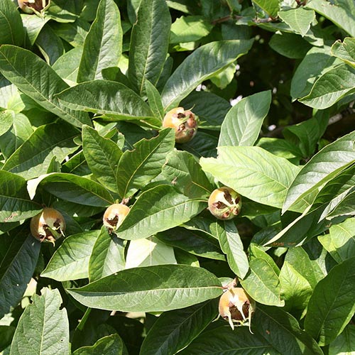 Medlar Westerveld