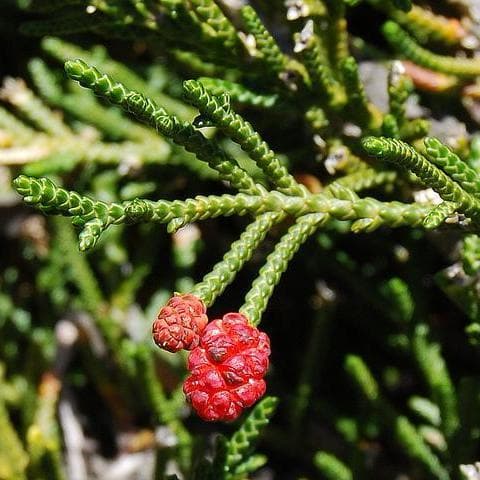 Microcachrys tetragona - Creeping Strawberry Pine - Future Forests